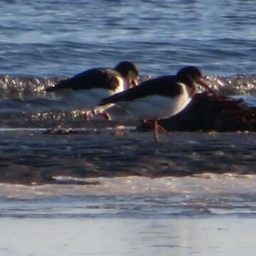 Image de Haematopus ostralegus ostralegus Linnaeus 1758