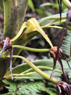 Image of Maxillaria montezumae (Arévalo & Christenson) Molinari