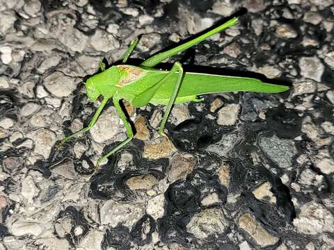 Image of Big Bend False Katydid