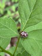 Image of Sumac Flea Beetle