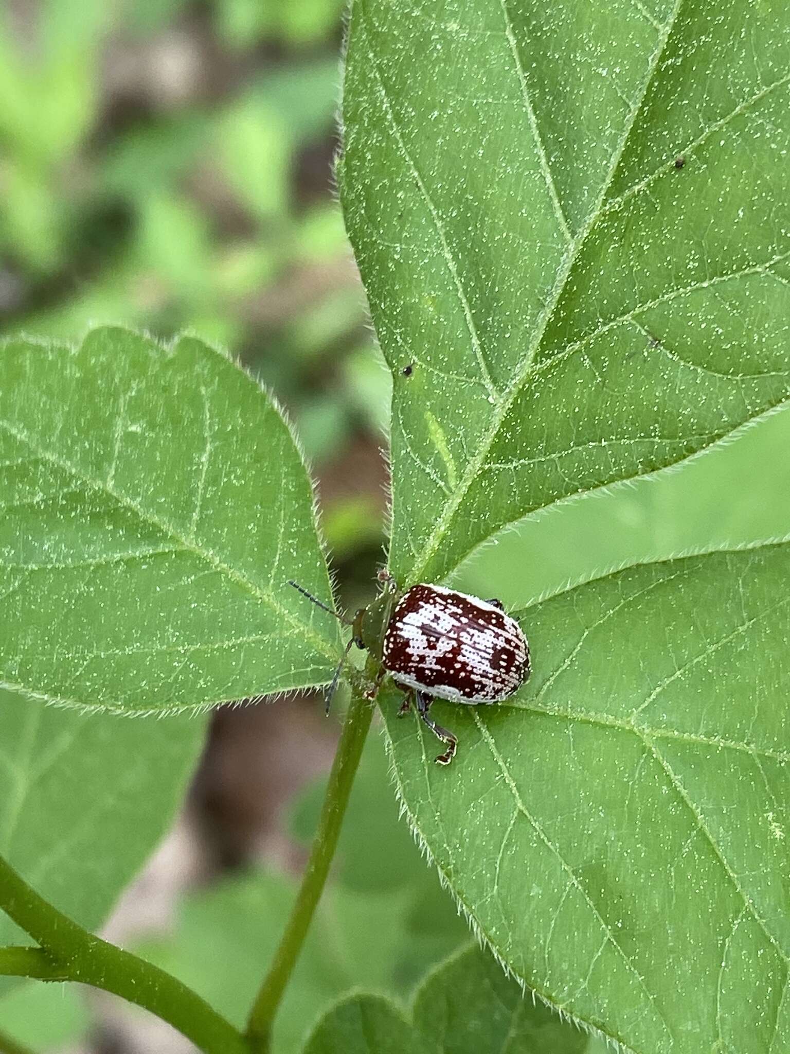 Image of Sumac Flea Beetle