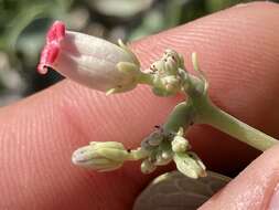 Image of Jatropha canescens (Benth.) Müll. Arg.