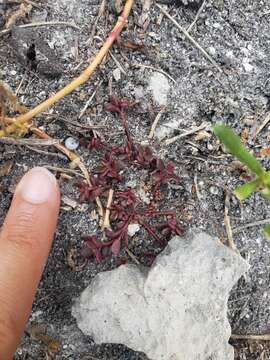 Image of tiny purslane