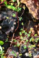 Image of Geissaspis cristata var. tenella