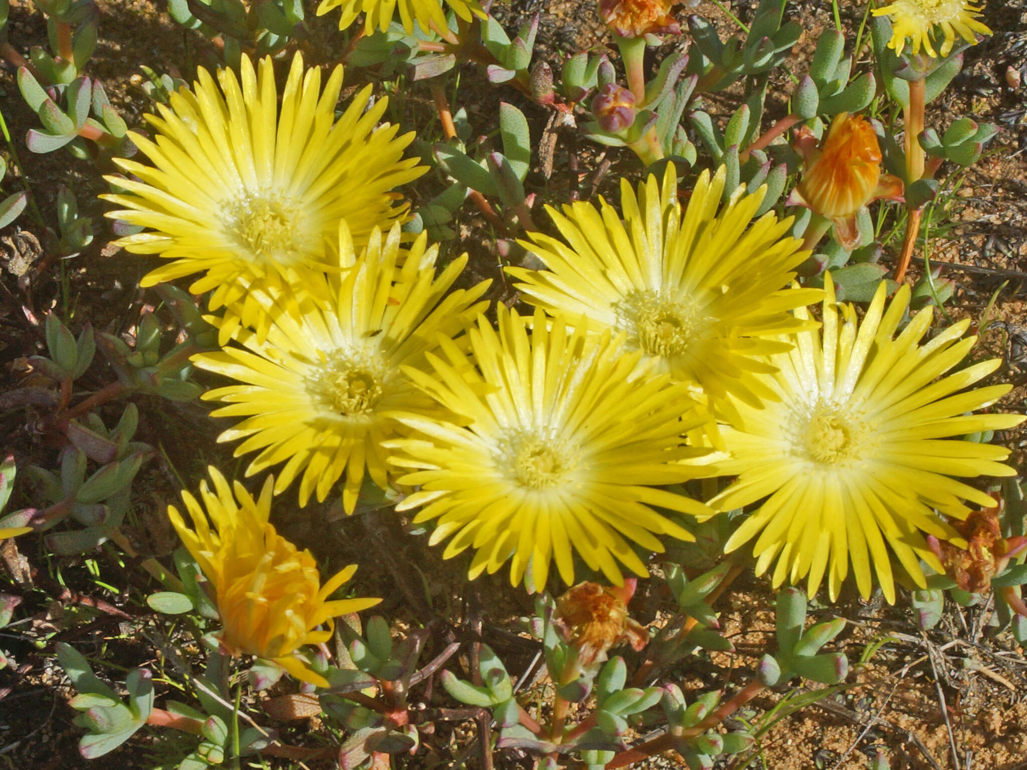 صورة Lampranthus glaucus (L.) N. E. Br.