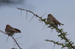 Image de Sporopipes Cabanis 1847