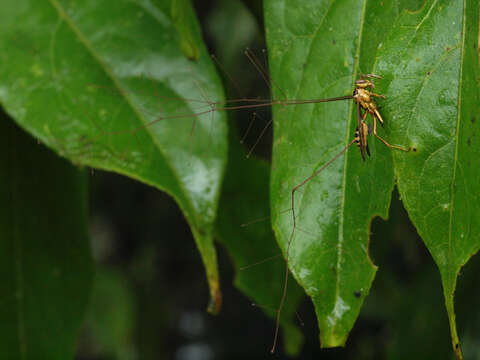 Image of Ophiocordyceps humbertii (C. P. Robin) G. H. Sung, J. M. Sung, Hywel-Jones & Spatafora 2007