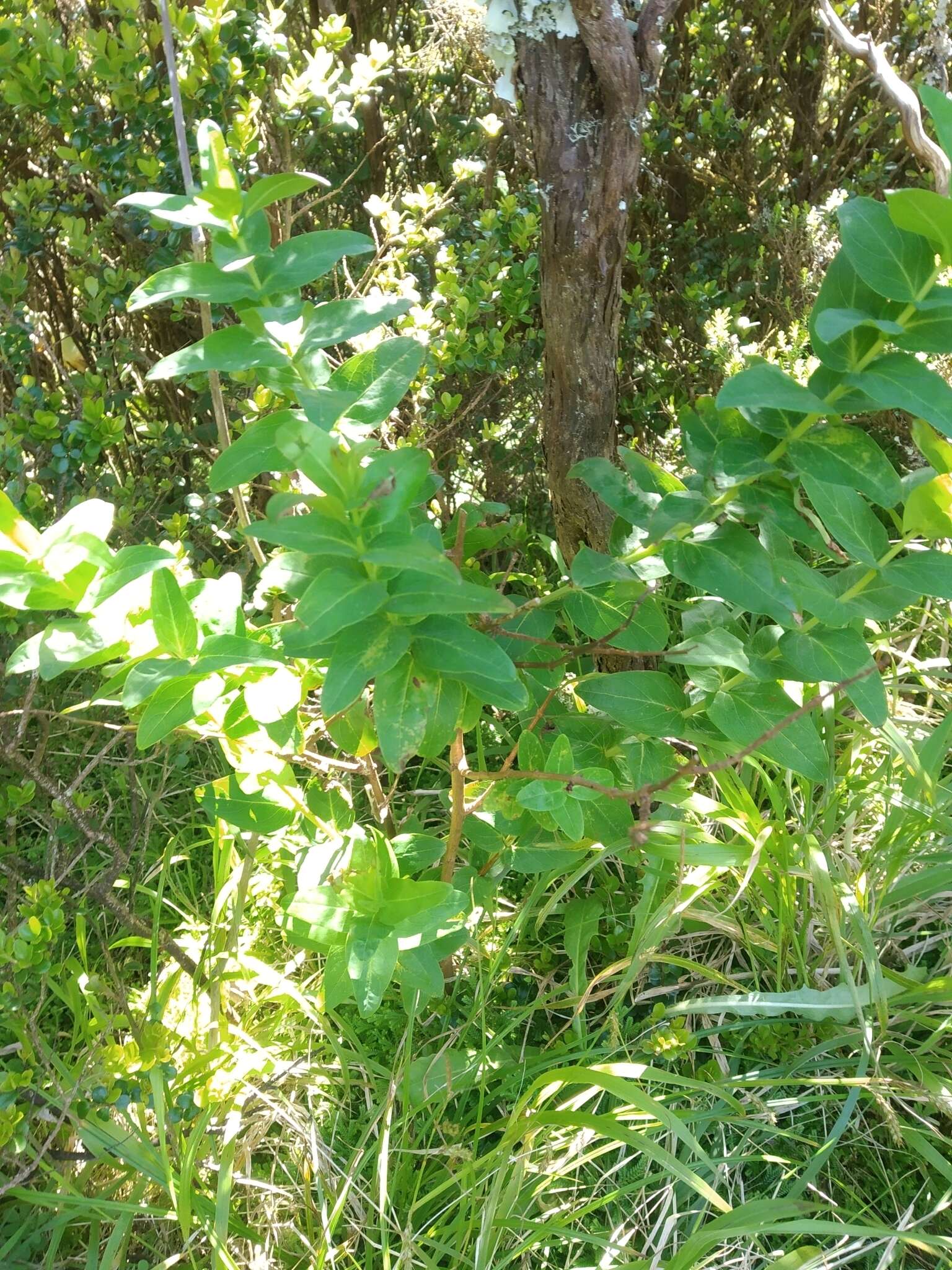 Image of Hypericum foliosum Dryand. ex Ait.