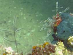 Image of Delicate white stinging hydroids