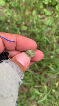 Image of Phleum pratense subsp. nodosum (L.) Trabut