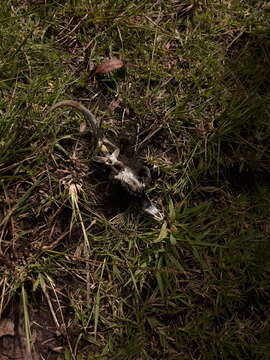 Image of Günther's Whorltail Iguana