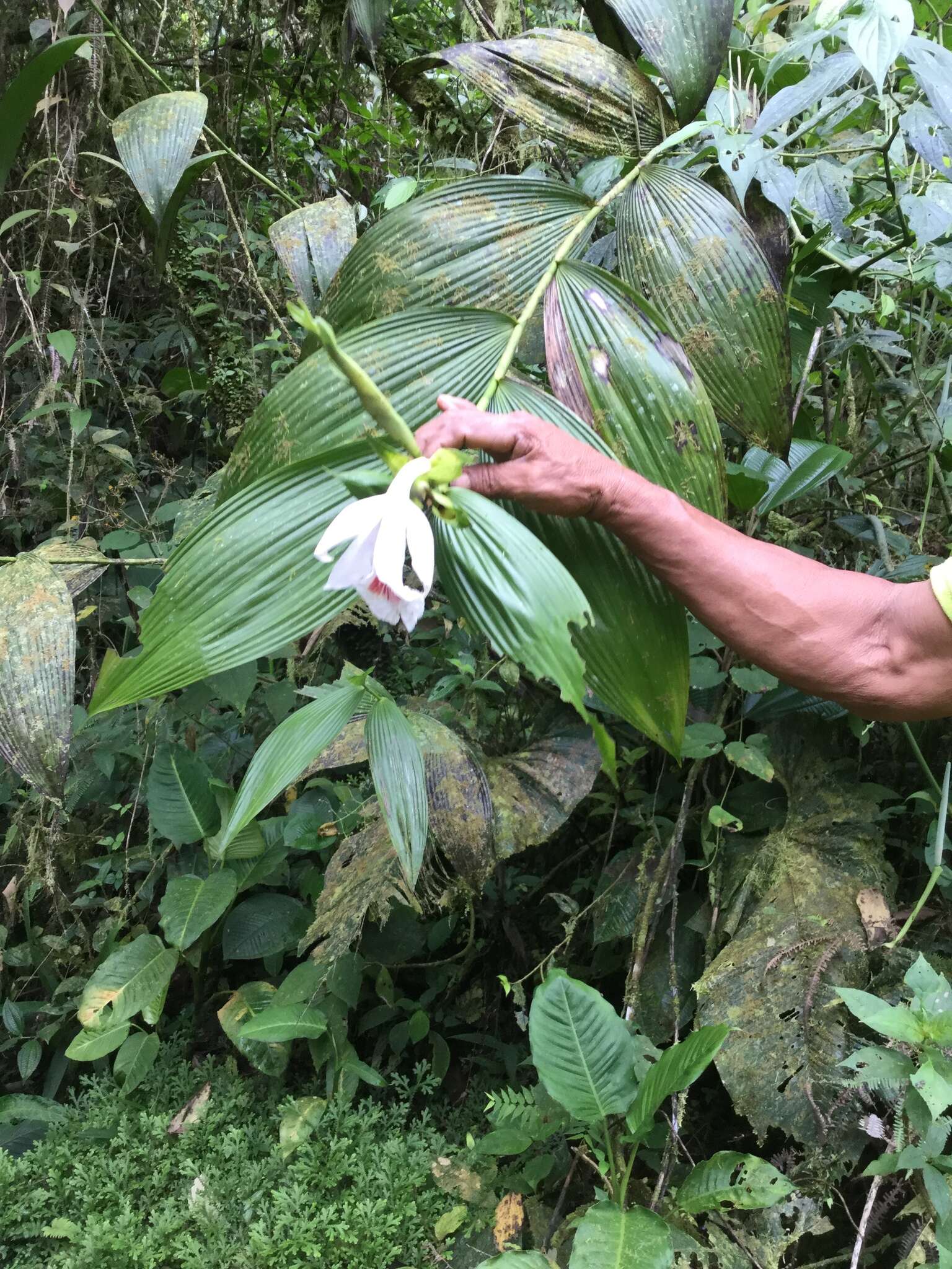 Image of Sobralia pulcherrima Garay