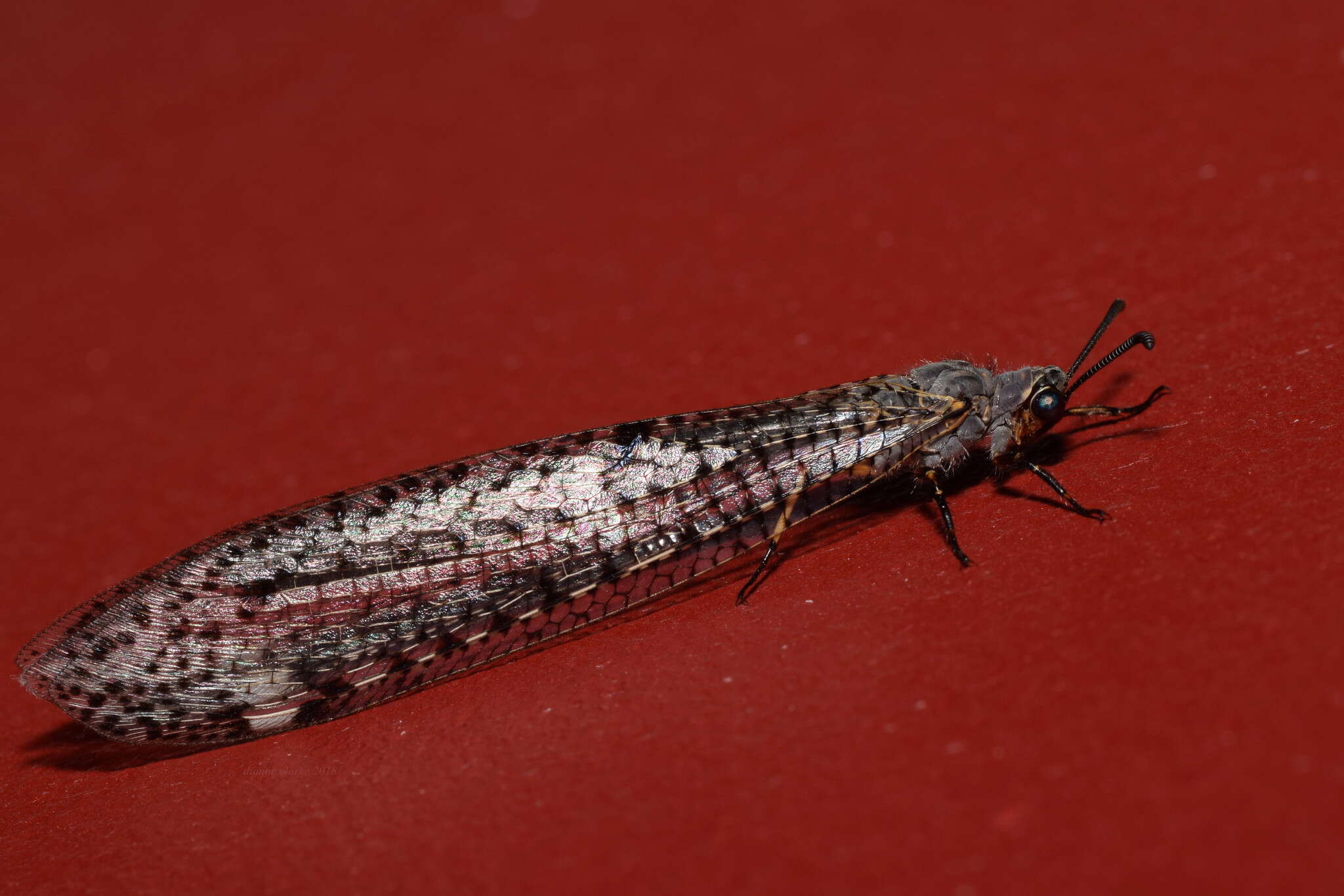 Image of New Zealand antlion