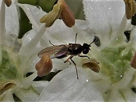 Image of Shore fly