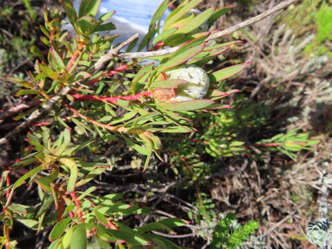 Image of Leucadendron modestum I. Williams