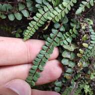 Image of Asplenium castaneum Schltdl. & Cham.