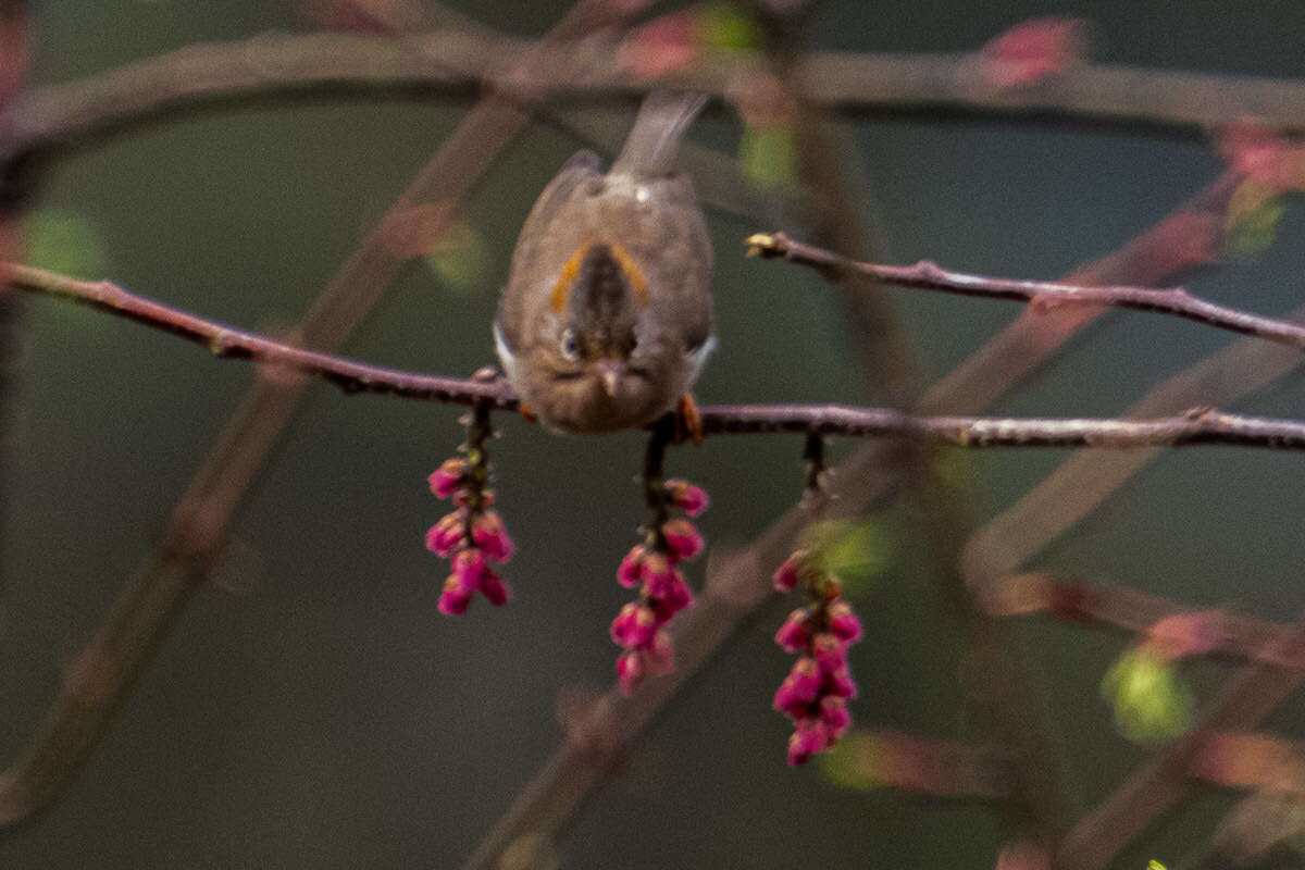 Image de Yuhina à ventre roux