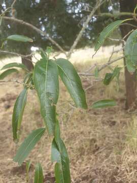 Image of Ehretia saligna var. membranifolia (R. Br.) B. R. Randell