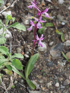 Image of Orchis sezikiana B. Baumann & H. Baumann