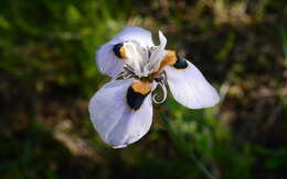 Image of Moraea villosa subsp. villosa