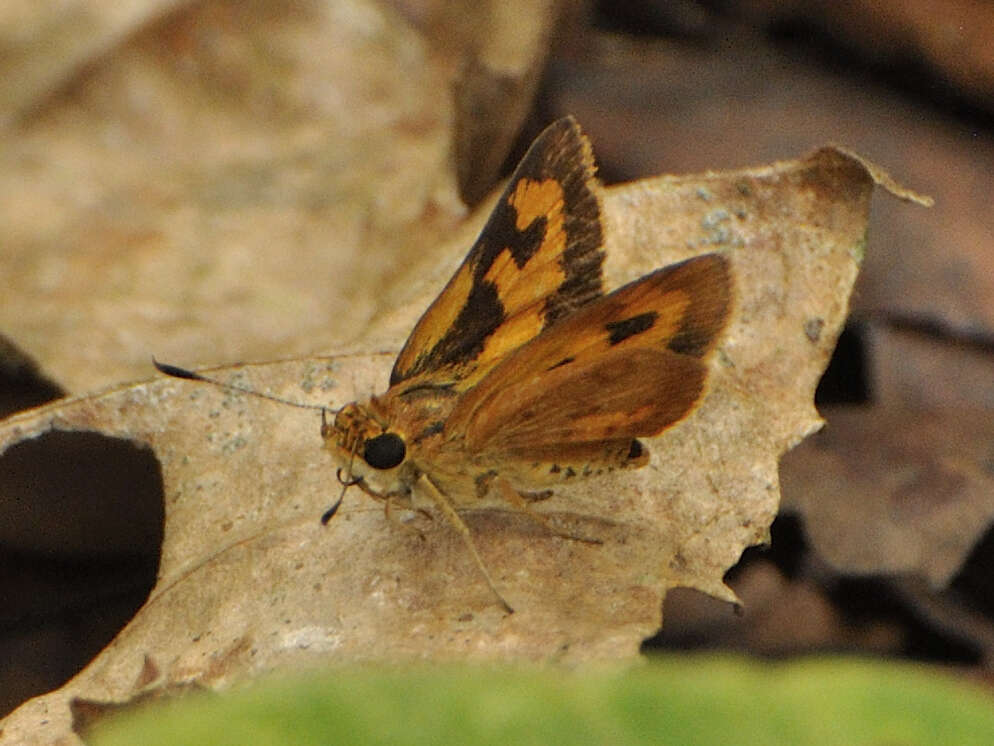 Image of Acada biseriatus Mabille 1893