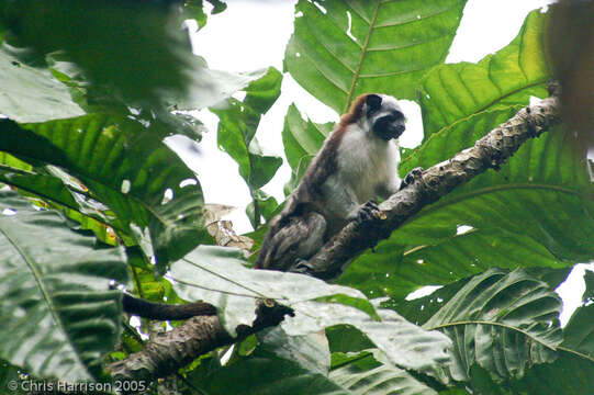 Image of Geoffroy's tamarin