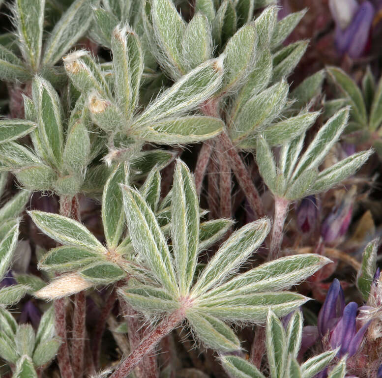 Image of stemless dwarf lupine