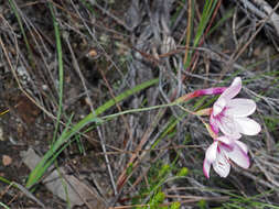 Image of Geissorhiza elsiae Goldblatt