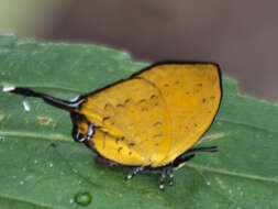 Image of Yasoda tripunctata atrinotata Fruhstorfer 1912