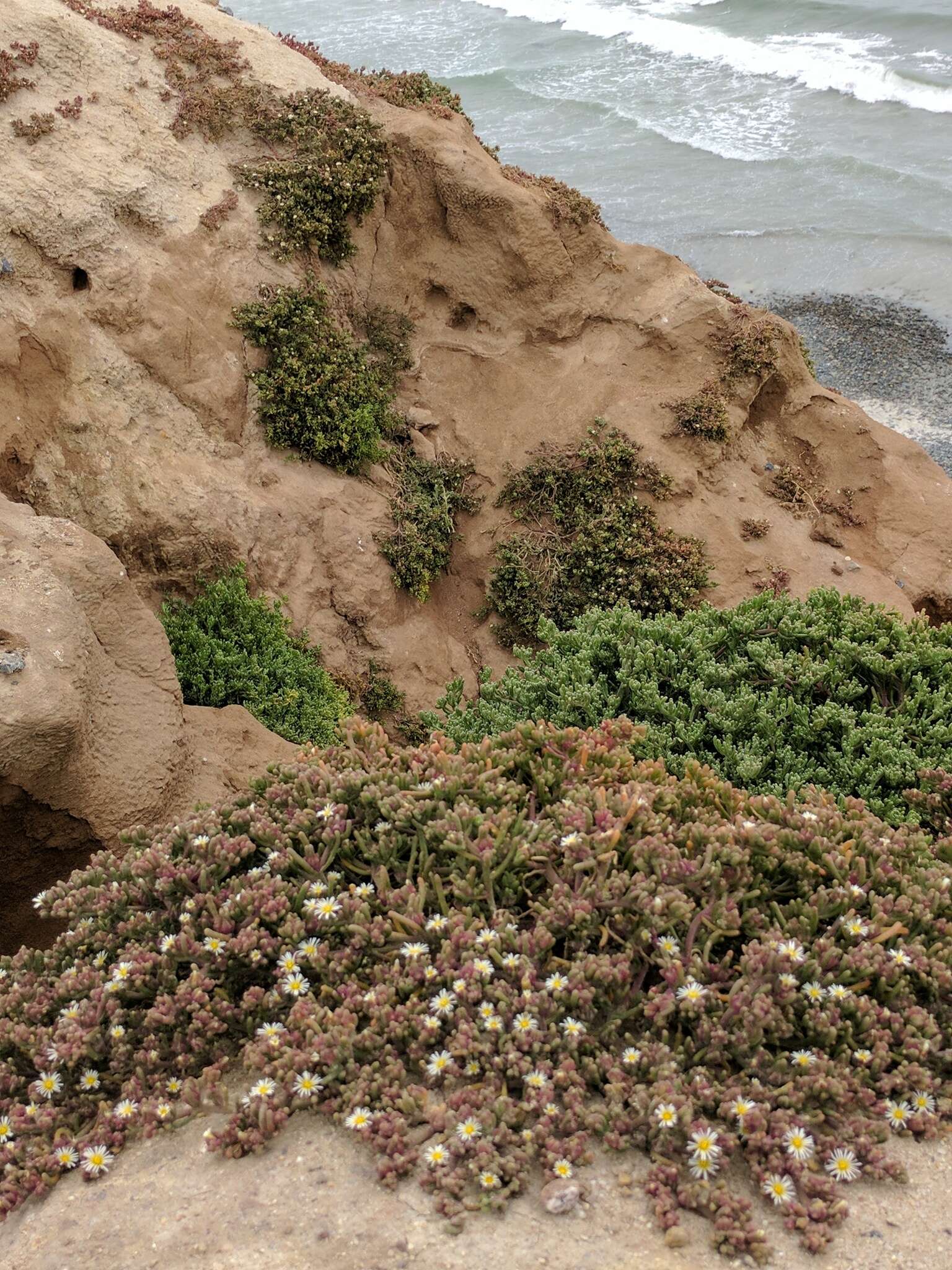 Image of slenderleaf iceplant