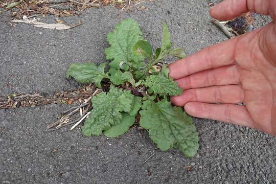 Image de Jacobaea vulgaris subsp. vulgaris