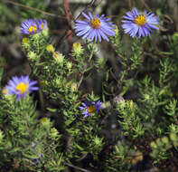 Image of aromatic aster
