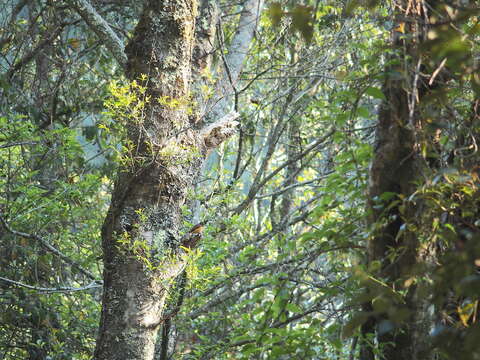 Image of Ferruginous Flycatcher