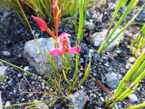 Sivun Disa filicornis (L. fil.) Thunb. kuva