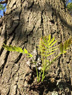 Plancia ëd Gleditsia triacanthos L.