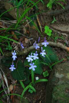 Sivun Streptocarpus prolixus C. B. Clarke kuva