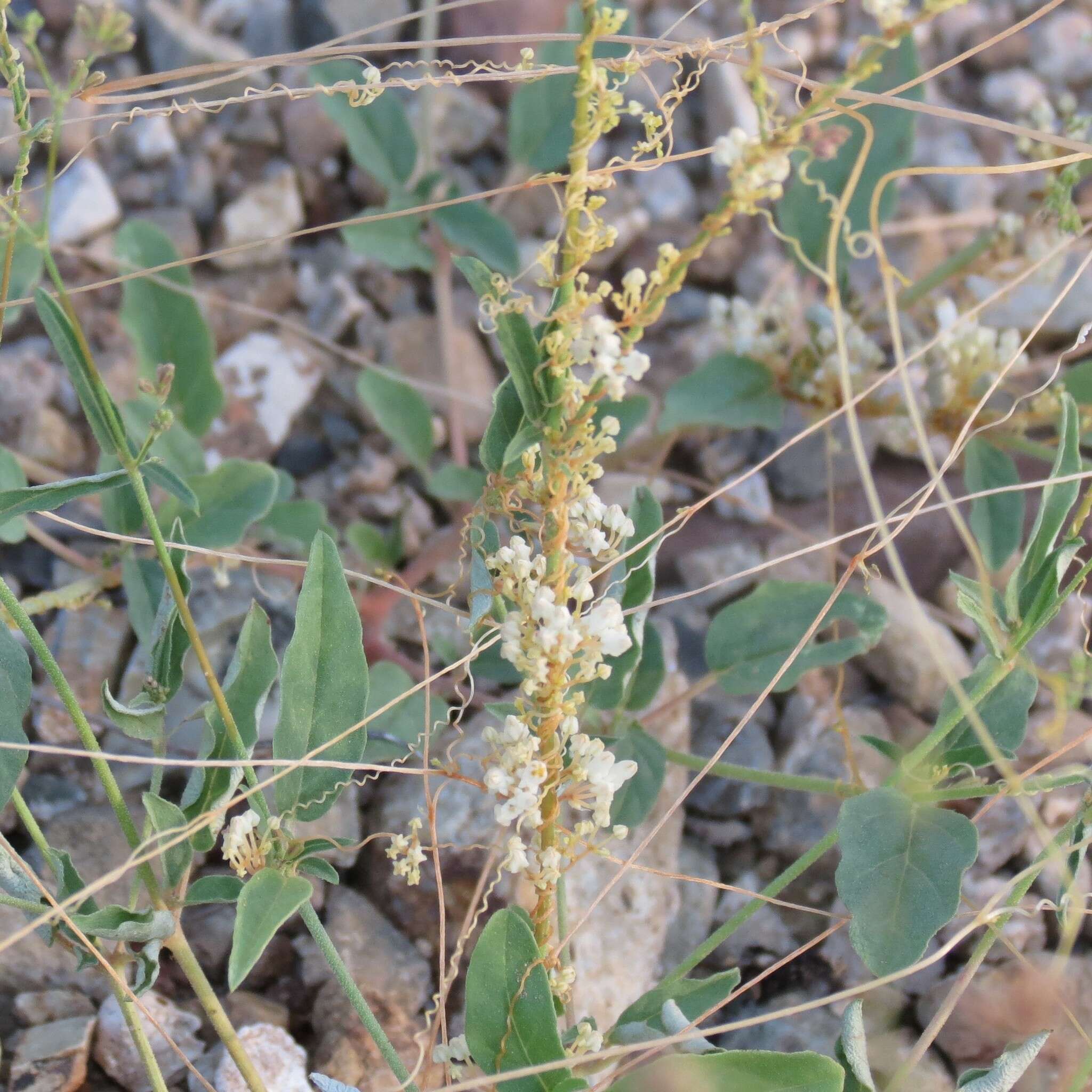 Imagem de Cuscuta tuberculata T. S. Brandegee