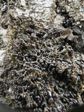 Image of jelly lichen