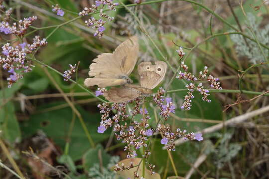 Image of Hyponephele lupinus Costa 1836