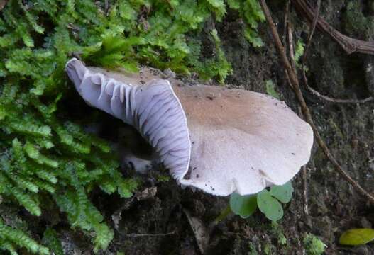 Image of Asproinocybe daleyae