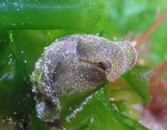 Image of Haminoea virescens (G. B. Sowerby II 1833)