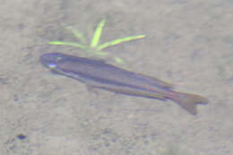 Image of Australian rainbowfish