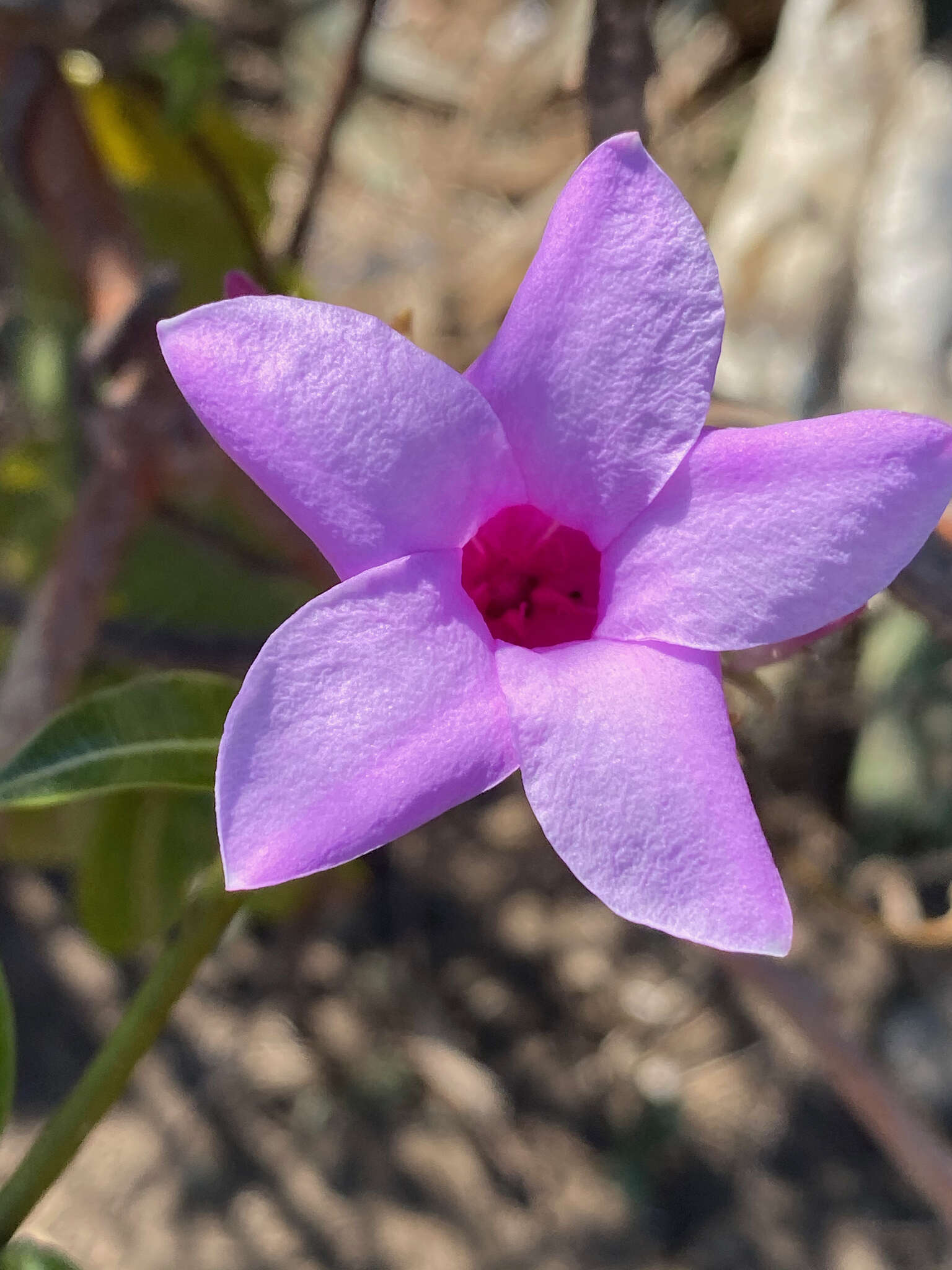 Cryptostegia madagascariensis Boj. resmi