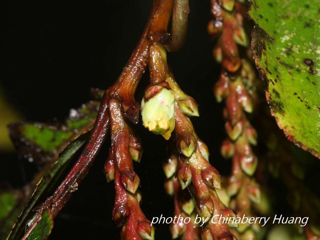 Image of Stachyurus himalaicus Hook. fil. & Thoms. ex Benth.