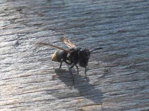 Image of Mexican Honey Wasp