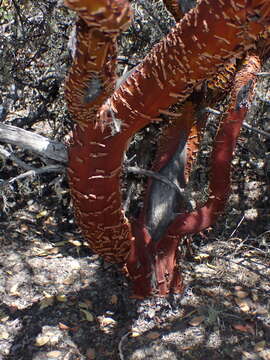 Image of Raiche's manzanita