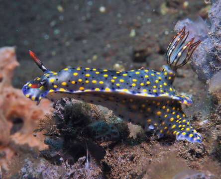 Image of Hypselodoris confetti Gosliner & R. F. Johnson 2018