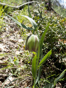 Image of Fritillaria pontica Wahlenb.