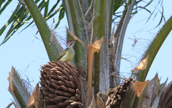 Image of Fine-spotted Woodpecker