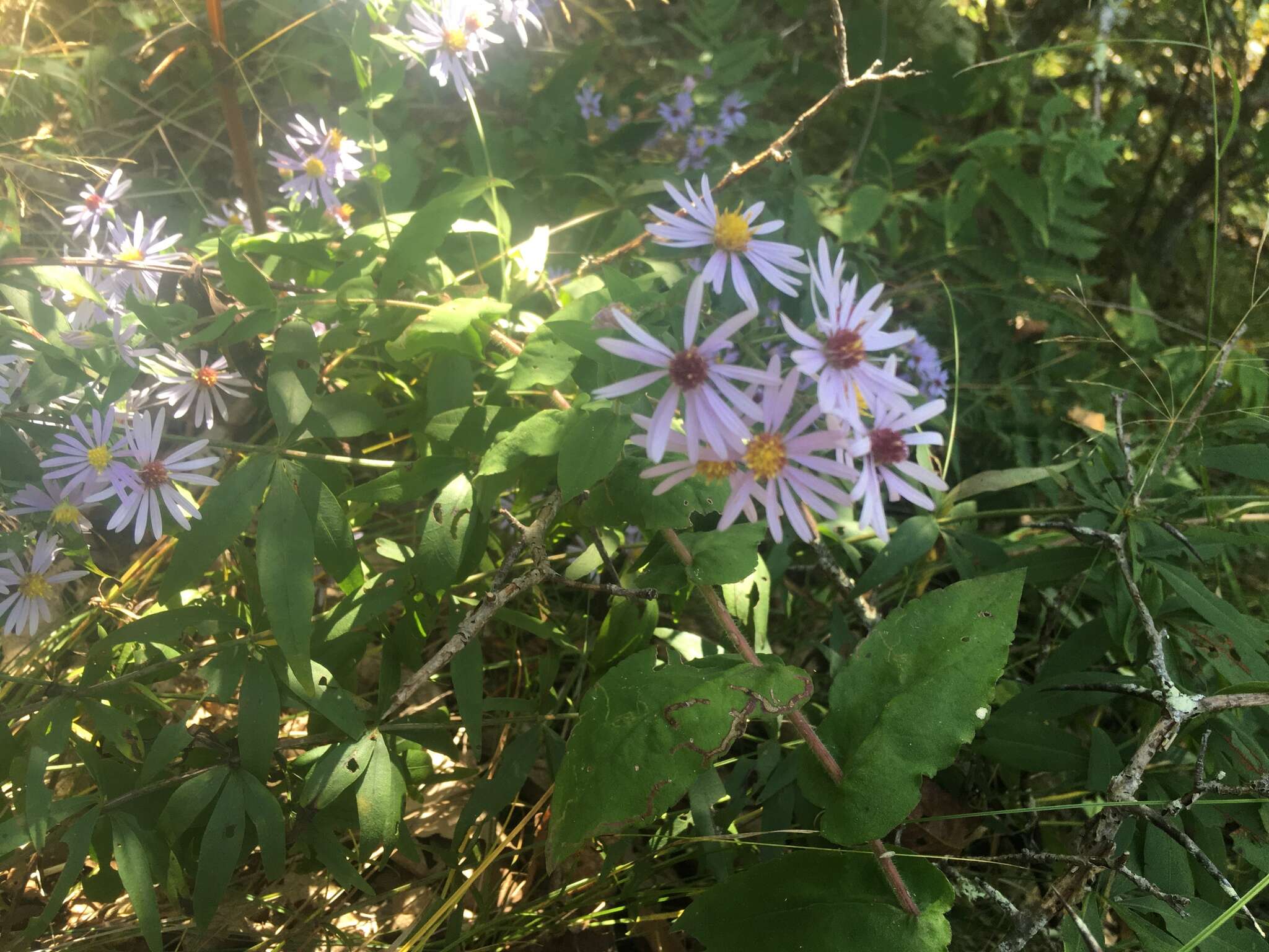 Image of wavyleaf aster